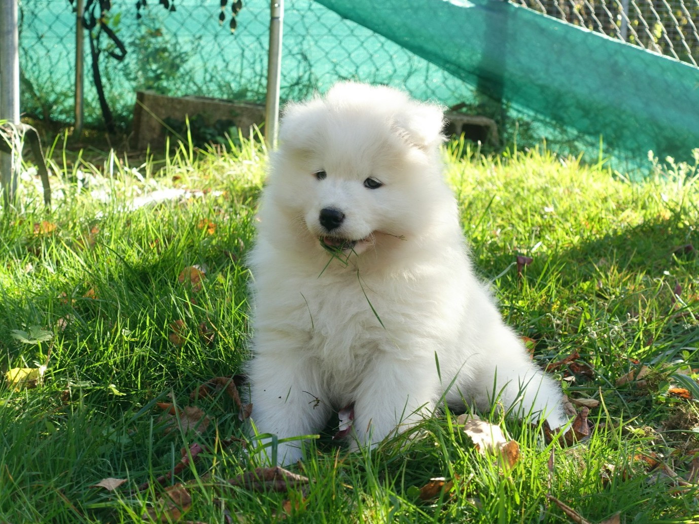 Albus Aspen Tweed Lenissei