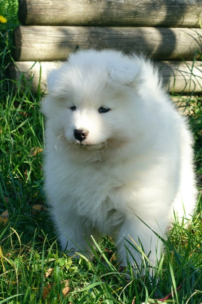 Albus Aspen Tweed Lenissei