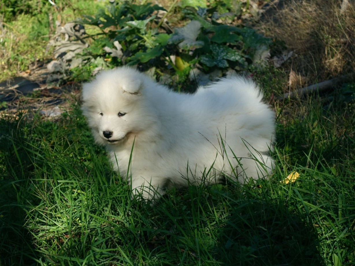 Albus Aspen Tweed Lenissei