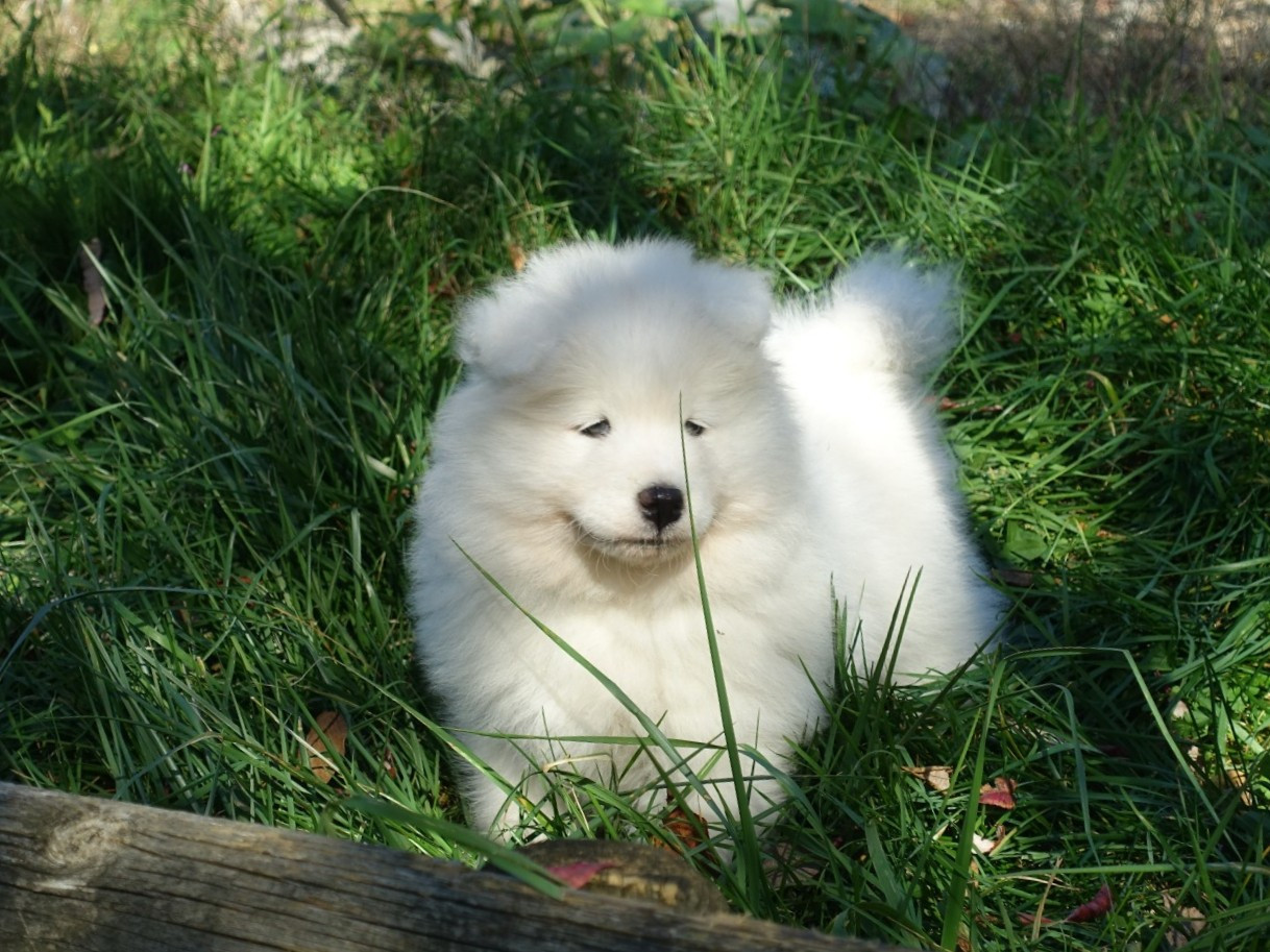 Albus Aspen Tweed Lenissei