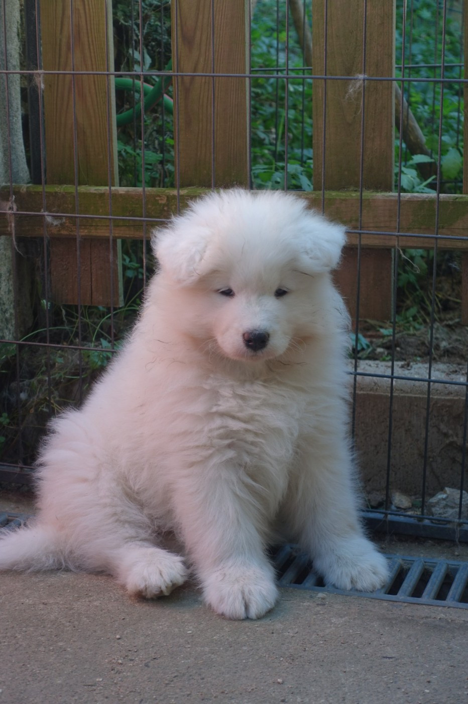 Albus Aspen Tweed Lenissei