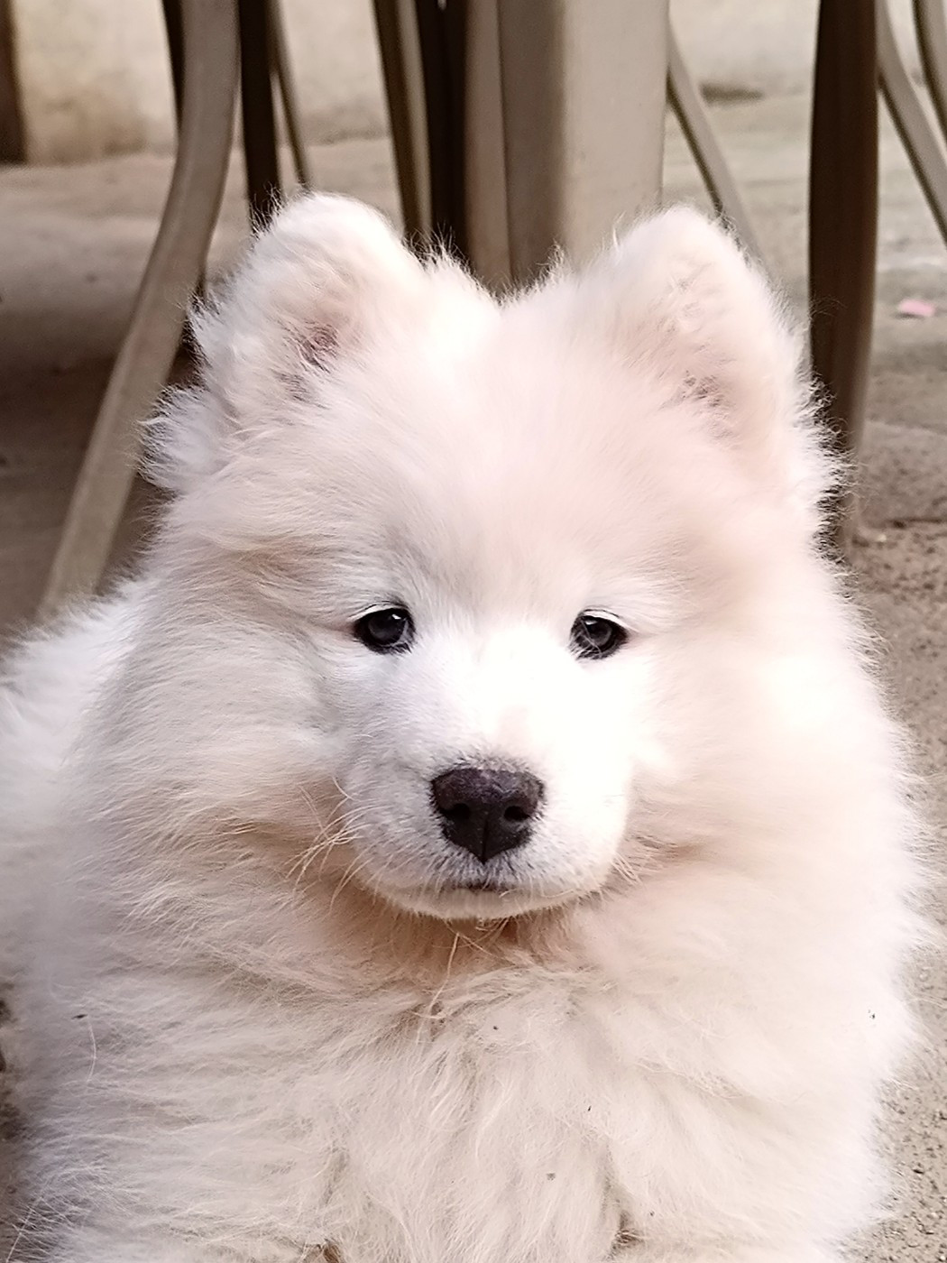 Albus Aspen Tweed Lenissei