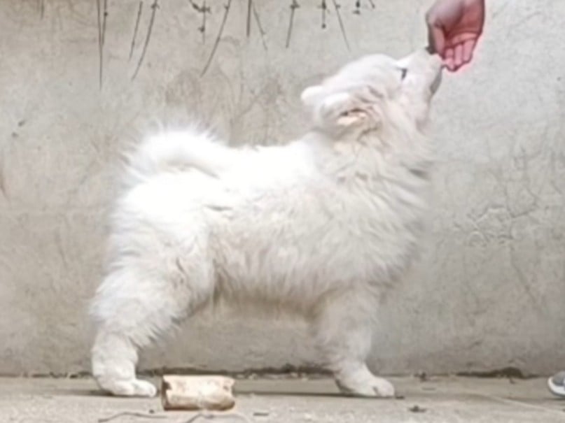 Albus Aspen Tweed Lenissei