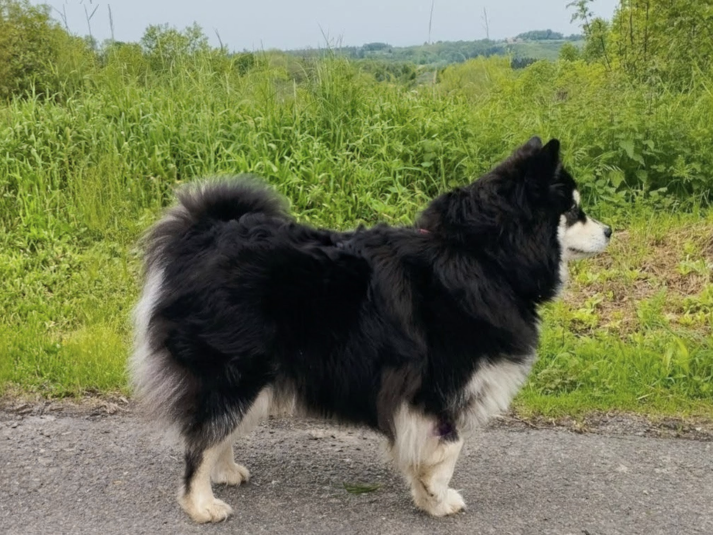 Publication : Tweed Lenissei Auteur : monique