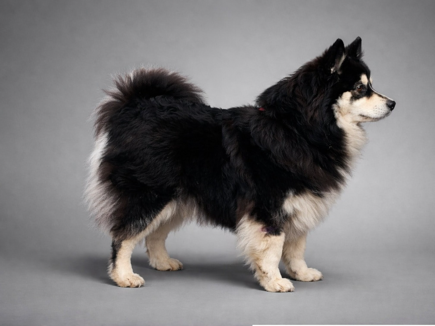 Publication : Tweed Lenissei Auteur : monique