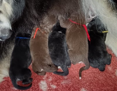 Les chiots de Chien finnois de Laponie