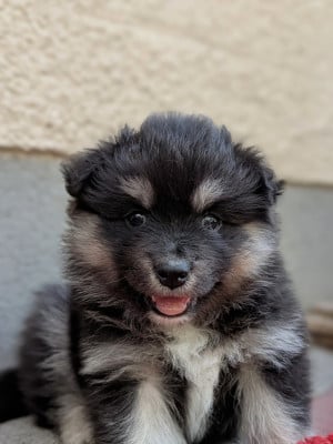 Les chiots de Chien finnois de Laponie