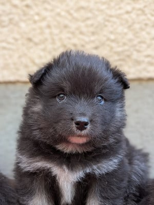 Les chiots de Chien finnois de Laponie