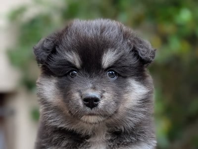 Les chiots de Chien finnois de Laponie