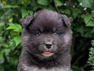 Les chiots de Chien finnois de Laponie