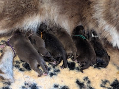 Les chiots de Chien finnois de Laponie