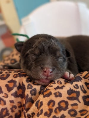 Les chiots de Chien finnois de Laponie