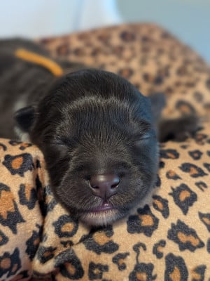 Les chiots de Chien finnois de Laponie