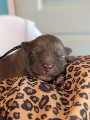 Les chiots de Chien finnois de Laponie