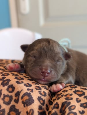 Les chiots de Chien finnois de Laponie