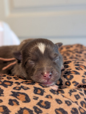 Les chiots de Chien finnois de Laponie
