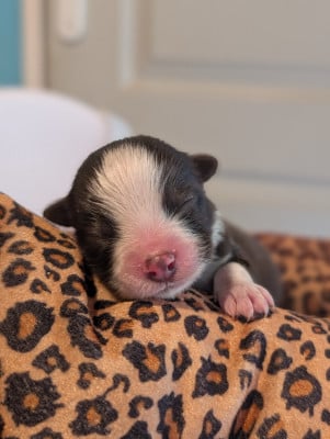 Les chiots de Chien finnois de Laponie