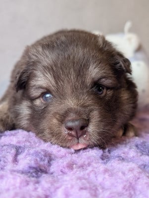 Les chiots de Chien finnois de Laponie