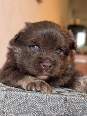 Les chiots de Chien finnois de Laponie