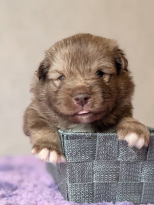 Les chiots de Chien finnois de Laponie
