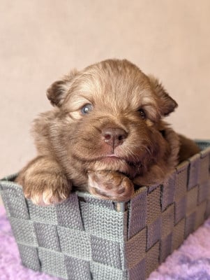 Les chiots de Chien finnois de Laponie