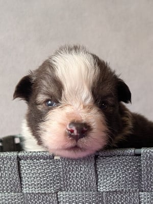 Les chiots de Chien finnois de Laponie