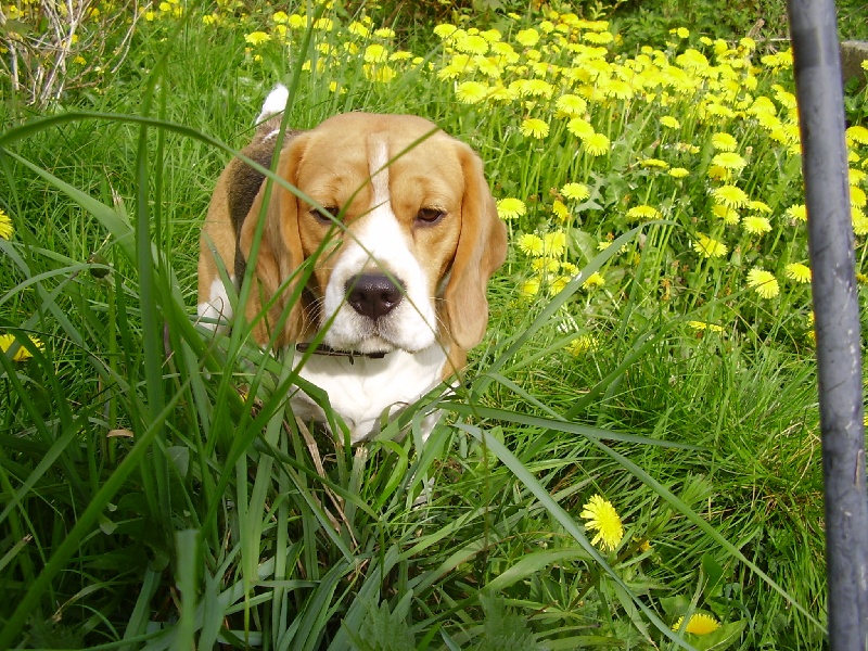 Publication : de la Meute Enchantée