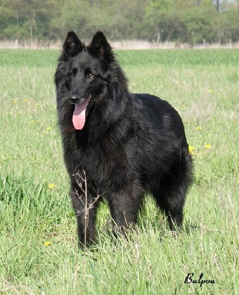 Publication : Balpoa Auteur : s.r. pE s. IntCh. Arisies Balpoa