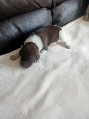 Les chiots de Braque allemand à poil court