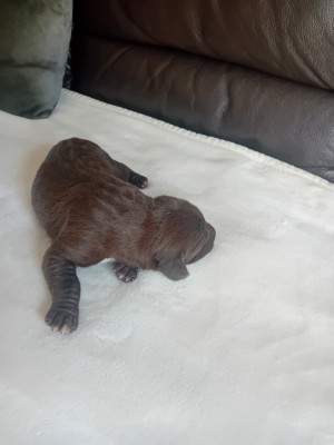 Les chiots de Braque allemand à poil court