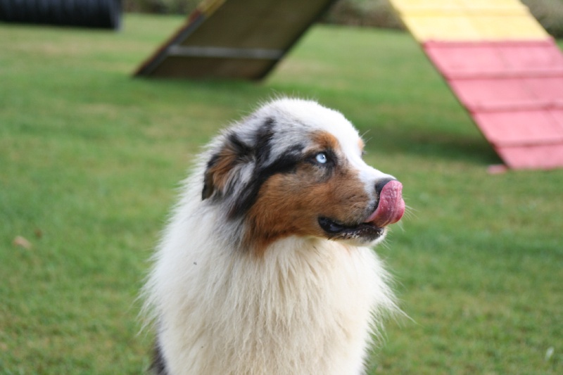 Publication : of Fantasia Collies