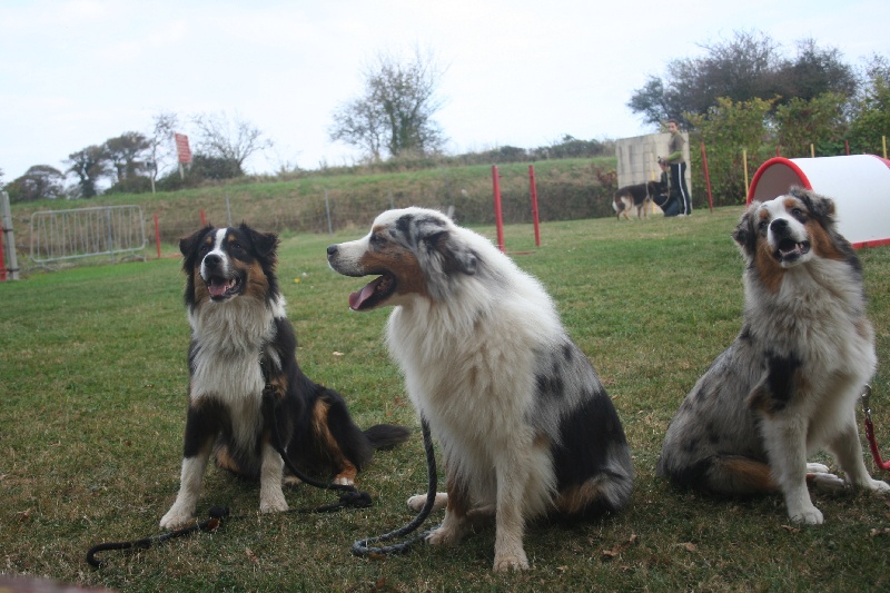 Publication : of Fantasia Collies