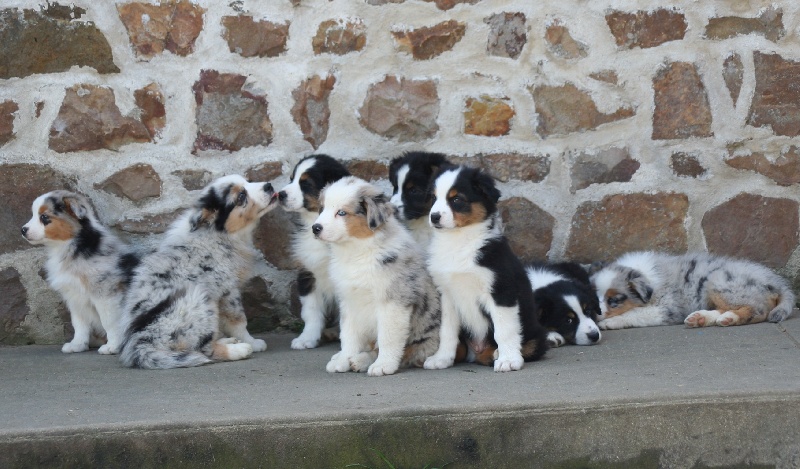 Publication : of Fantasia Collies