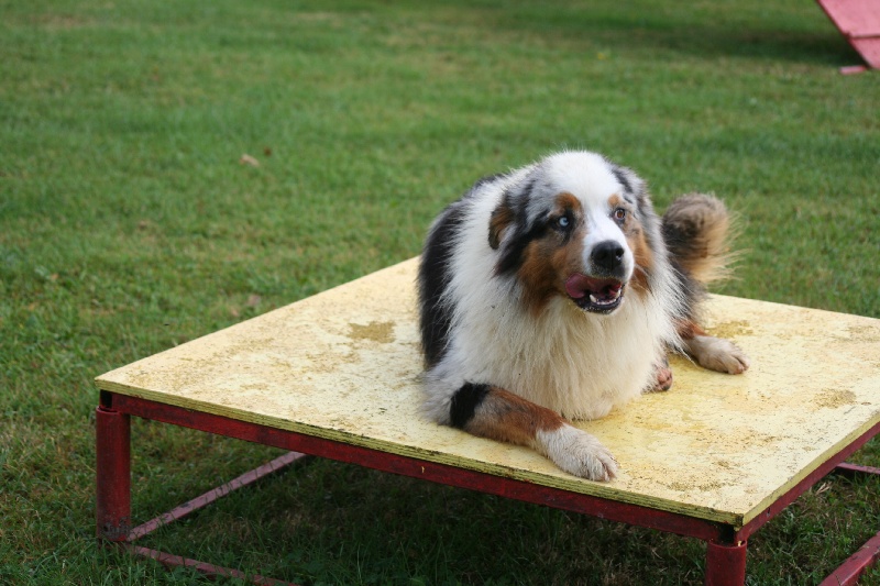 Publication : of Fantasia Collies