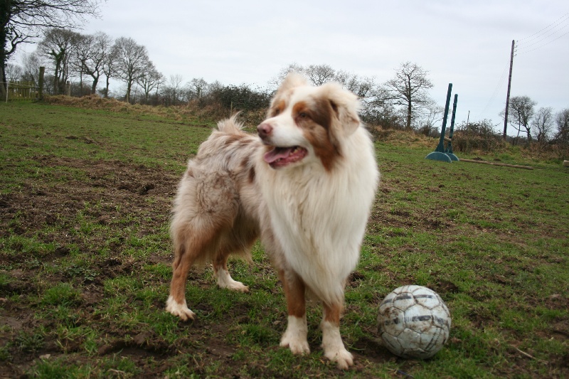 Dexter des minis toon's