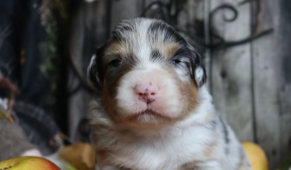 Berger Australien - of Fantasia Collies