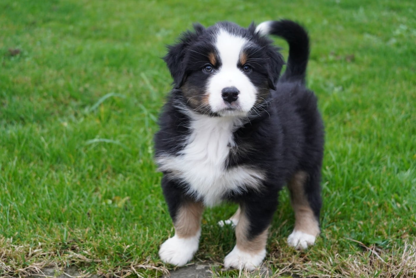 Berger Australien - of Fantasia Collies