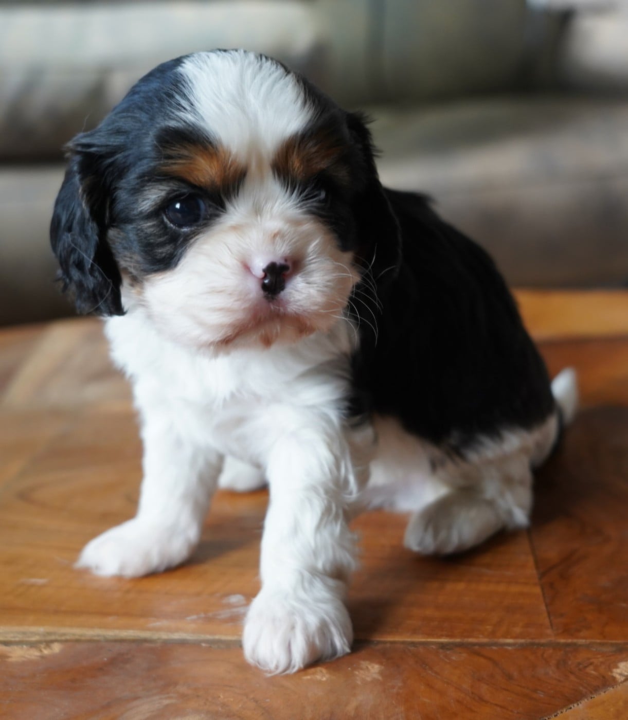 Cavalier King Charles Spaniel - of Fantasia Collies