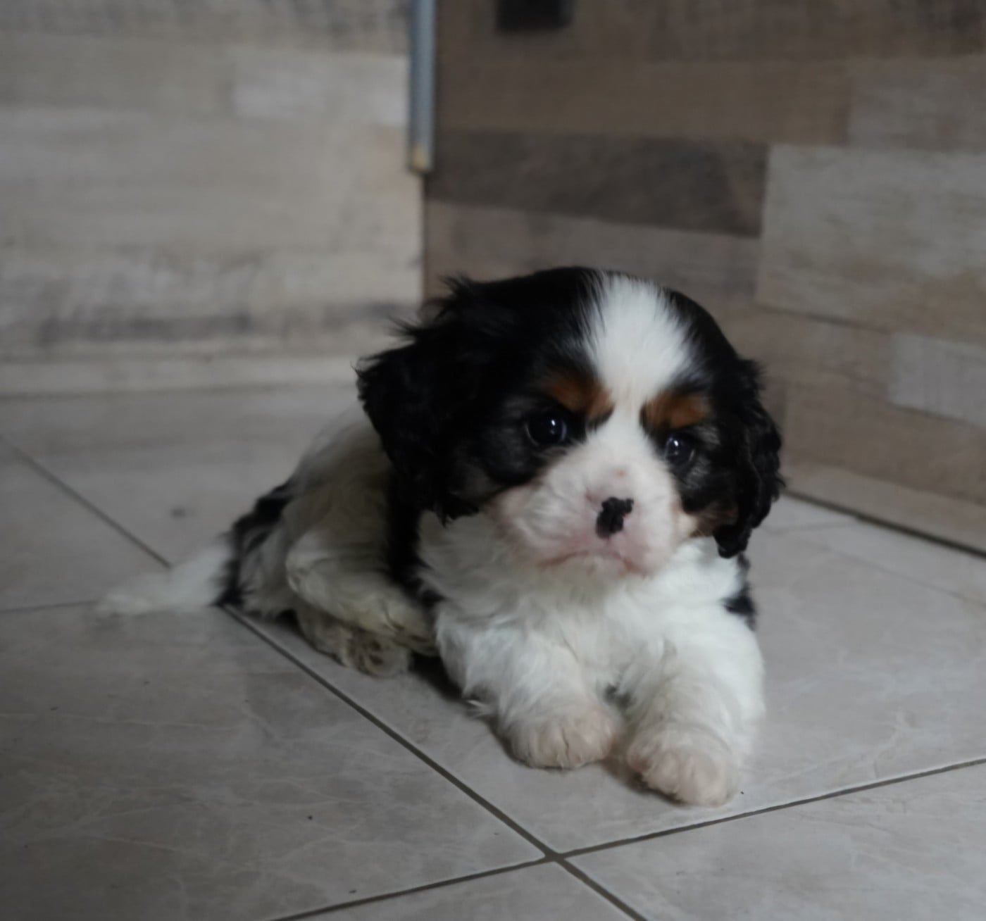 Cavalier King Charles Spaniel - of Fantasia Collies