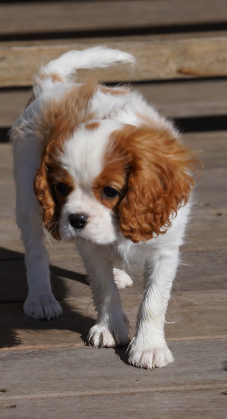 Cavalier King Charles Spaniel - of Fantasia Collies