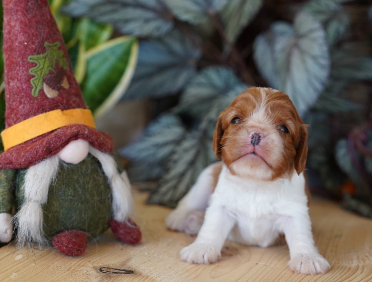 Cavalier King Charles Spaniel - of Fantasia Collies