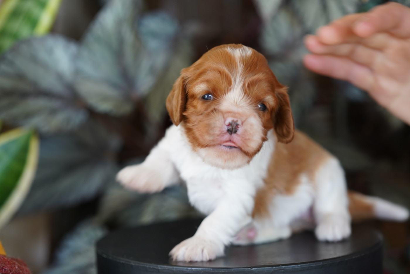 Chiot N°1 - Cavalier King Charles Spaniel