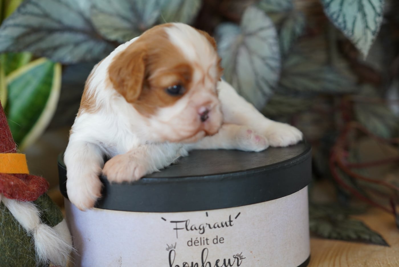 Chiot N°2 - Cavalier King Charles Spaniel