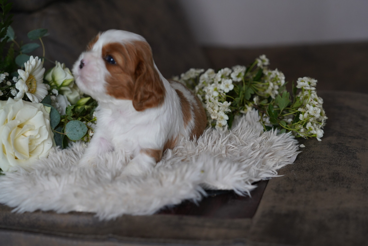 Chiot N°2 - Cavalier King Charles Spaniel