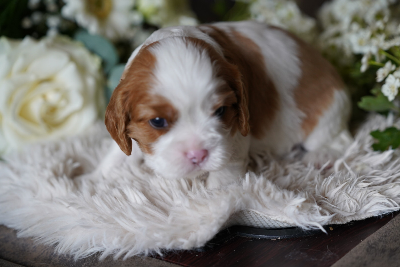 Chiot N°4 - Cavalier King Charles Spaniel