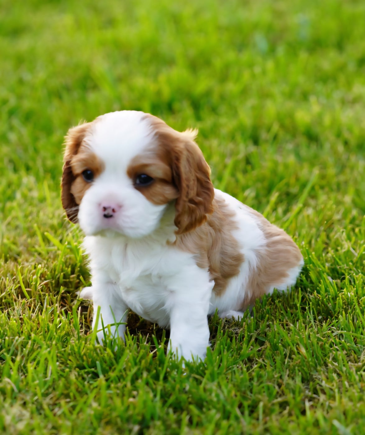 Cavalier King Charles Spaniel - of Fantasia Collies