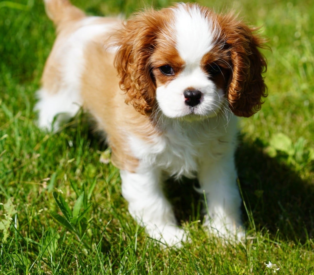 Cavalier King Charles Spaniel - of Fantasia Collies