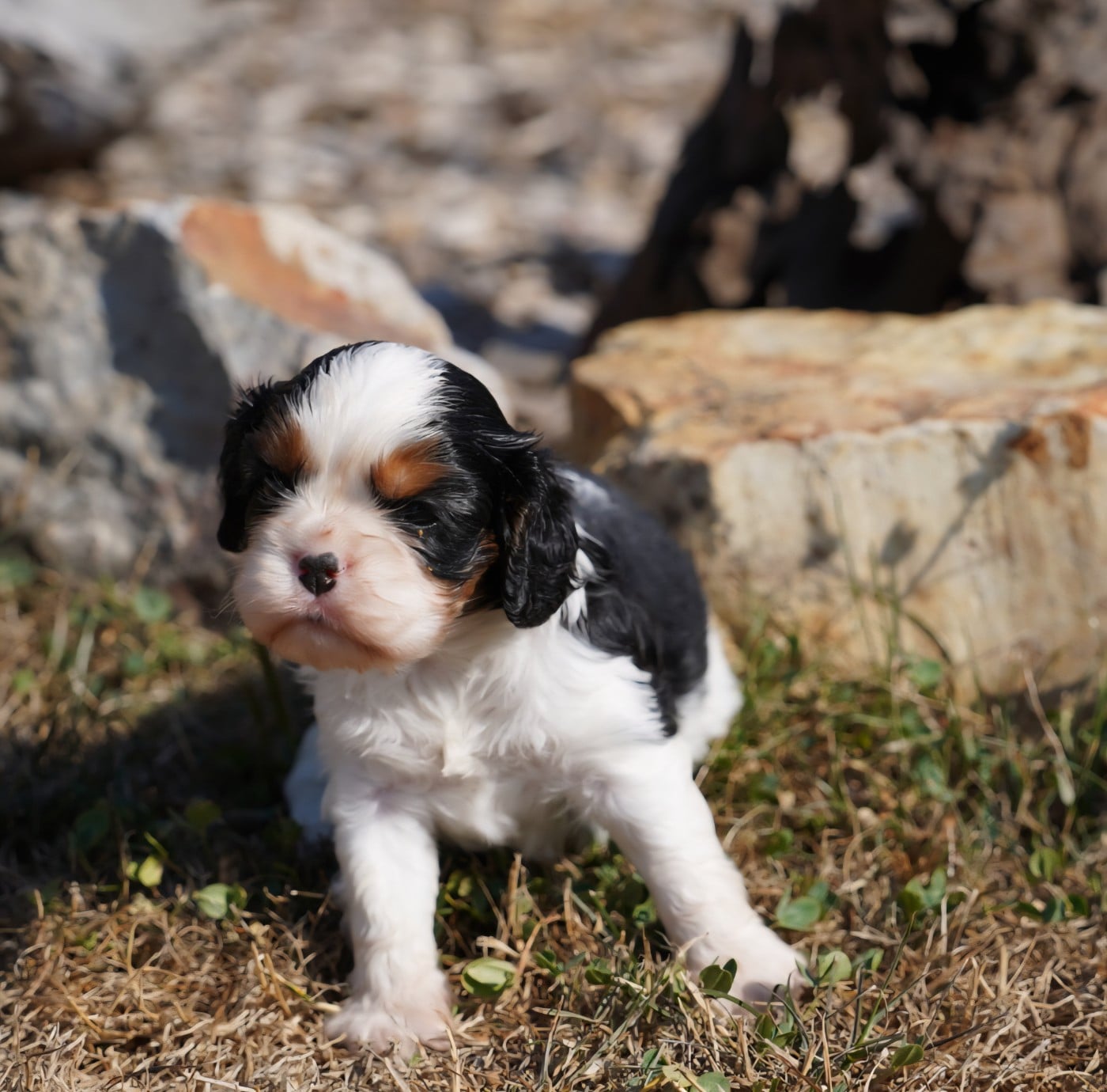 CHIOT 7