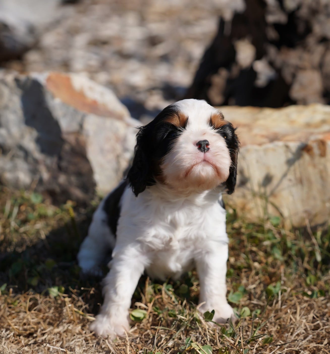 CHIOT 7