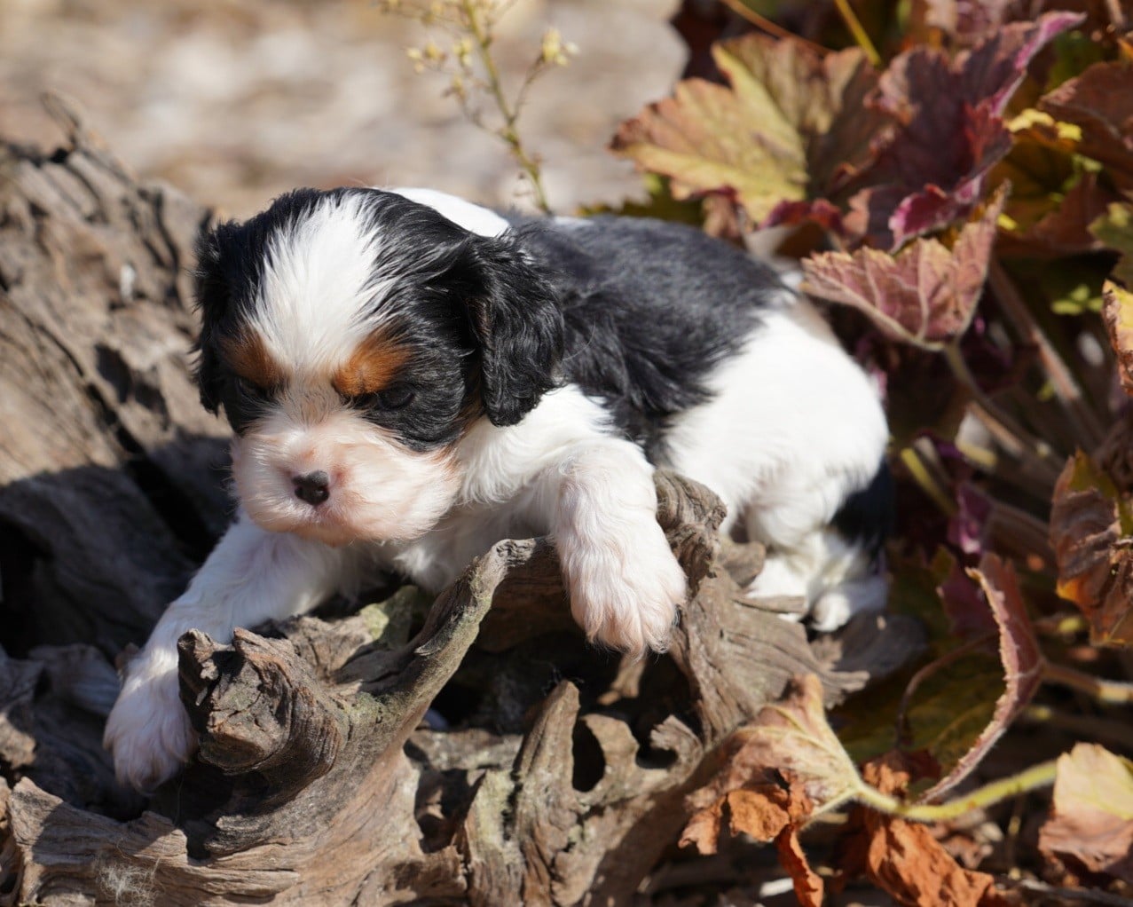 CHIOT 7
